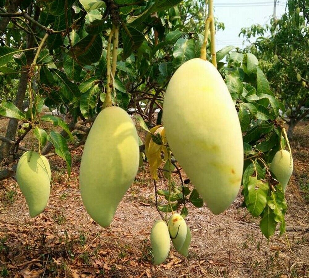 buah ciku in english